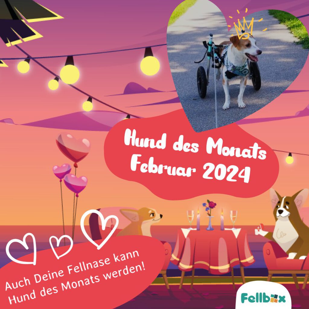 20-02-2024_Hund-des-Monats